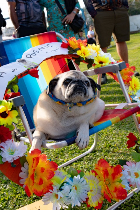 Foto do Pugnic 2026